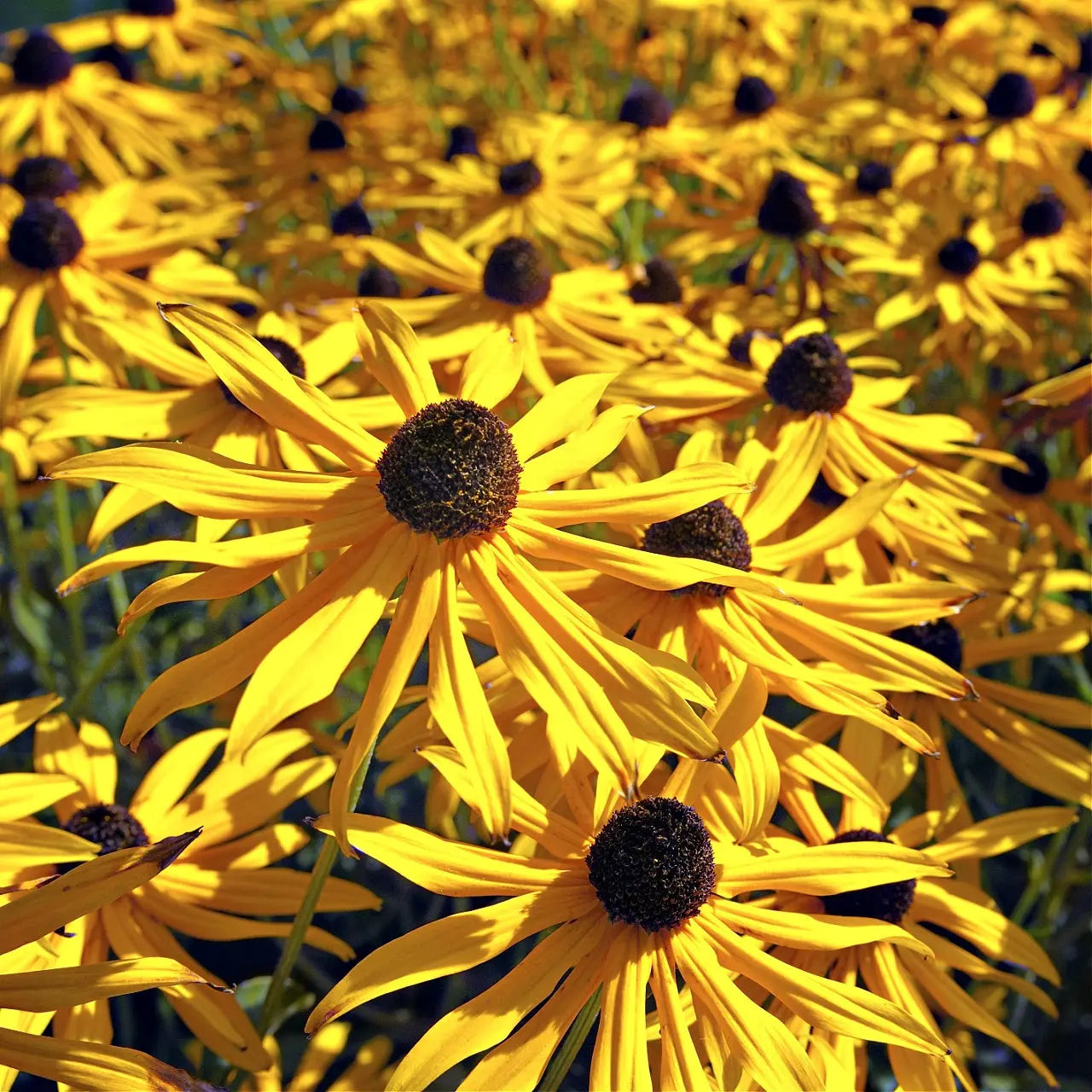 Yellow Coneflower: bright yellow black-eyed susan flowers with brown centers in sunlit field