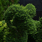Vibrant green heart-shaped California privet shrub topiary