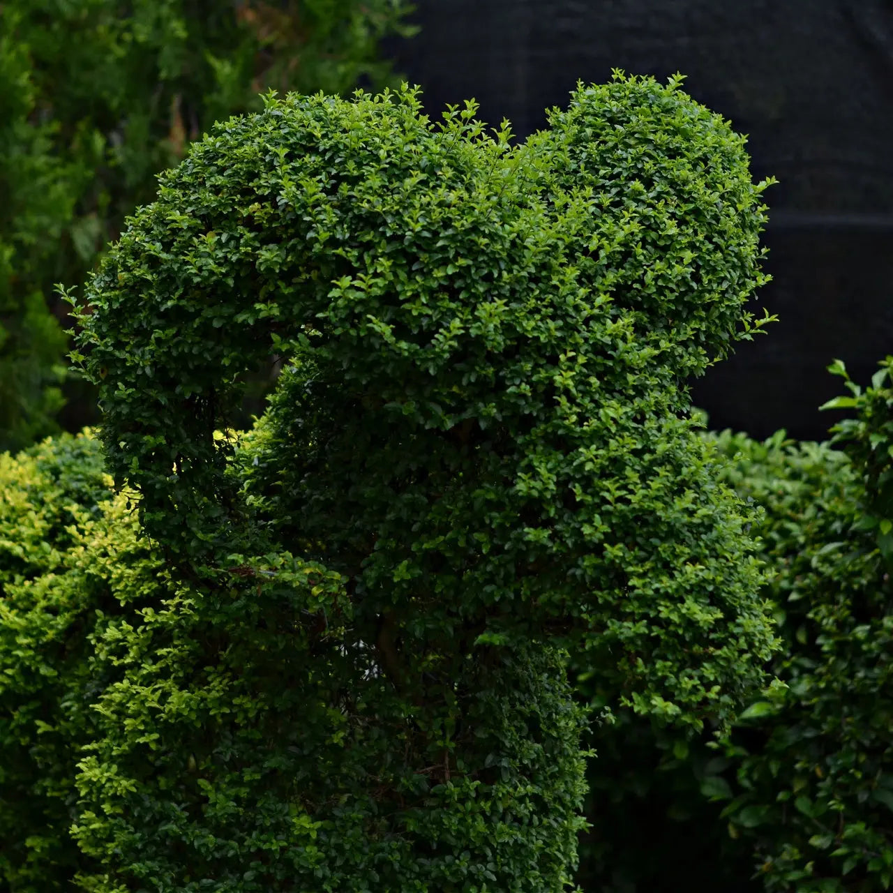 Vibrant green heart-shaped California privet shrub topiary