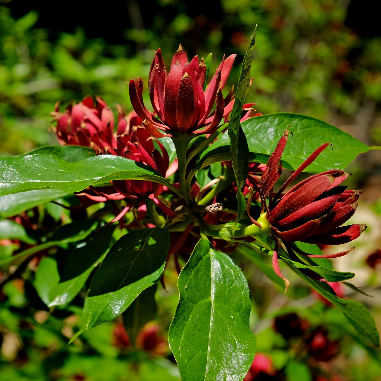 Carolina Allspice Shrub