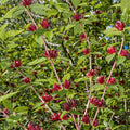Carolina allspice shrub deep red star-shaped flowers on green stems