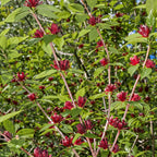 Carolina allspice shrub deep red star-shaped flowers on green stems