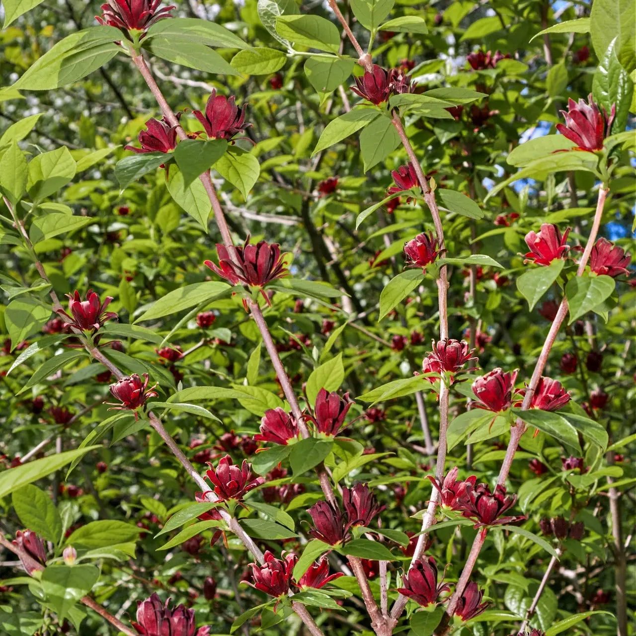 Carolina allspice shrub deep red star-shaped flowers on green stems