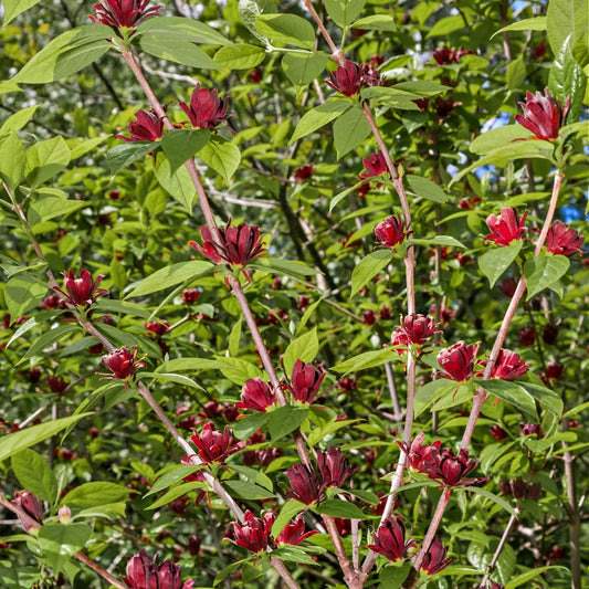 Carolina allspice shrub deep red star-shaped flowers on green stems