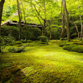 Lush emerald moss carpets serene Japanese garden in Carpet Moss