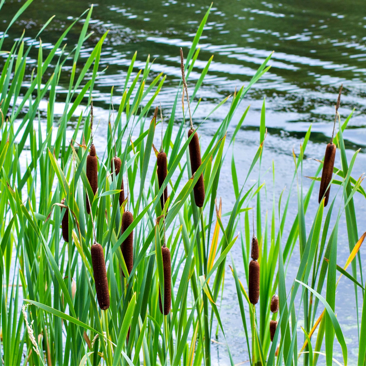 Cattail Plant