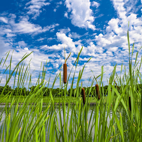 Cattail Plants