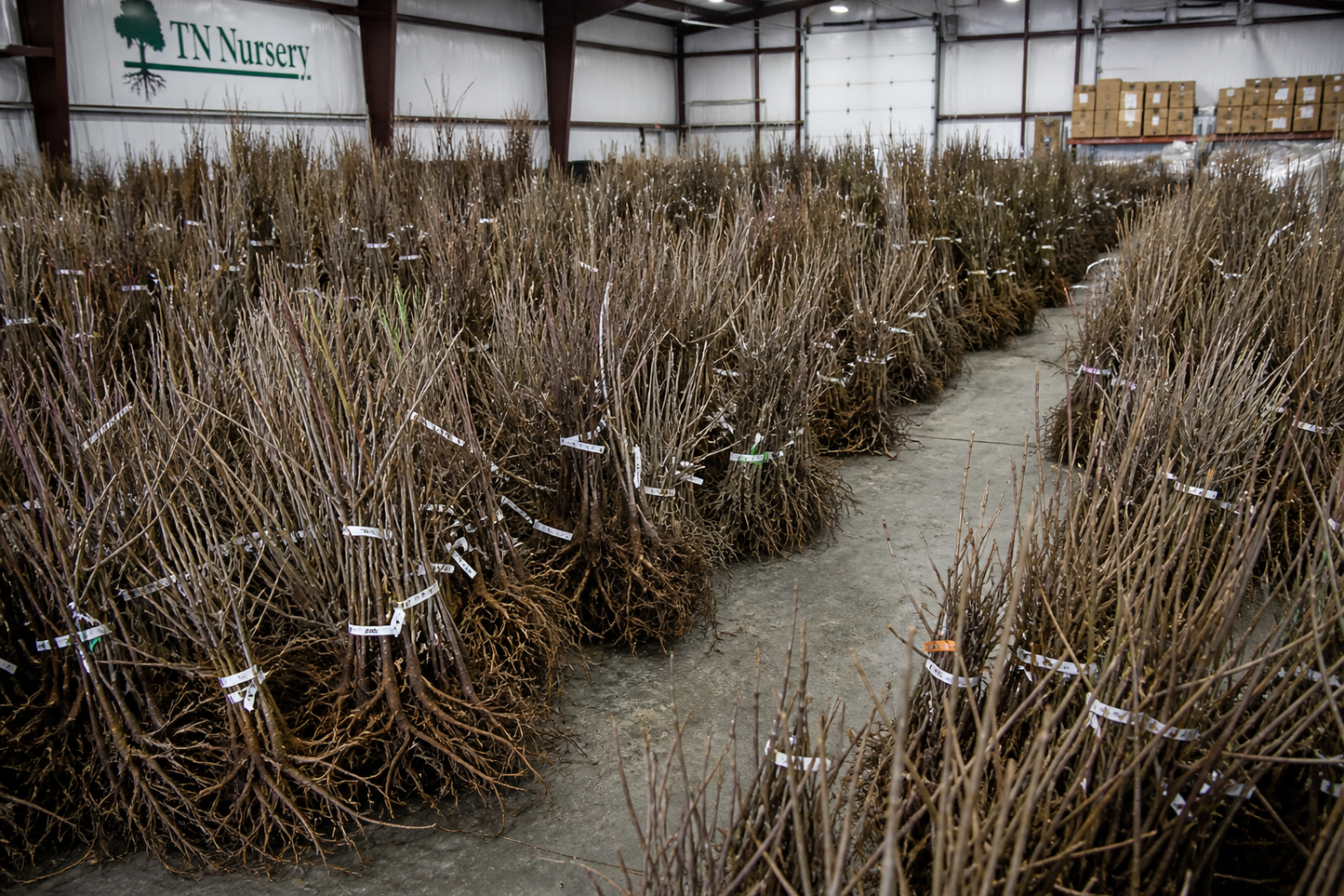 Rows of bare brown tree saplings with tangled roots and white tags in a warehouse end of season closeout package