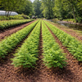 Rows of Bald Cypress seedlings in neat green lines across field