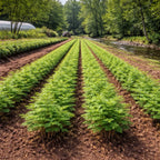 Rows of Bald Cypress seedlings in neat green lines across field