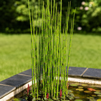Equisetum Hyemale Grass