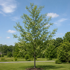 Cottonwood Trees