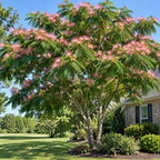 Mimosa Tree