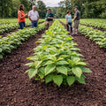 Rows of Chestnut Oak seedlings in vibrant green lines on rich brown soil