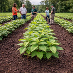 Rows of Chestnut Oak seedlings in vibrant green lines on rich brown soil