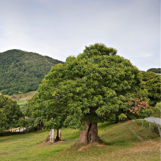 Chestnut Oak Tree