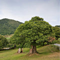 Lush chestnut oak tree with vibrant green leaves and gnarled trunk in field