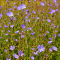 A field of delicate purple chicory plants with slender green stems and tiny buds in natural outdoor setting