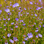 A field of delicate purple chicory plants with slender green stems and tiny buds in natural outdoor setting