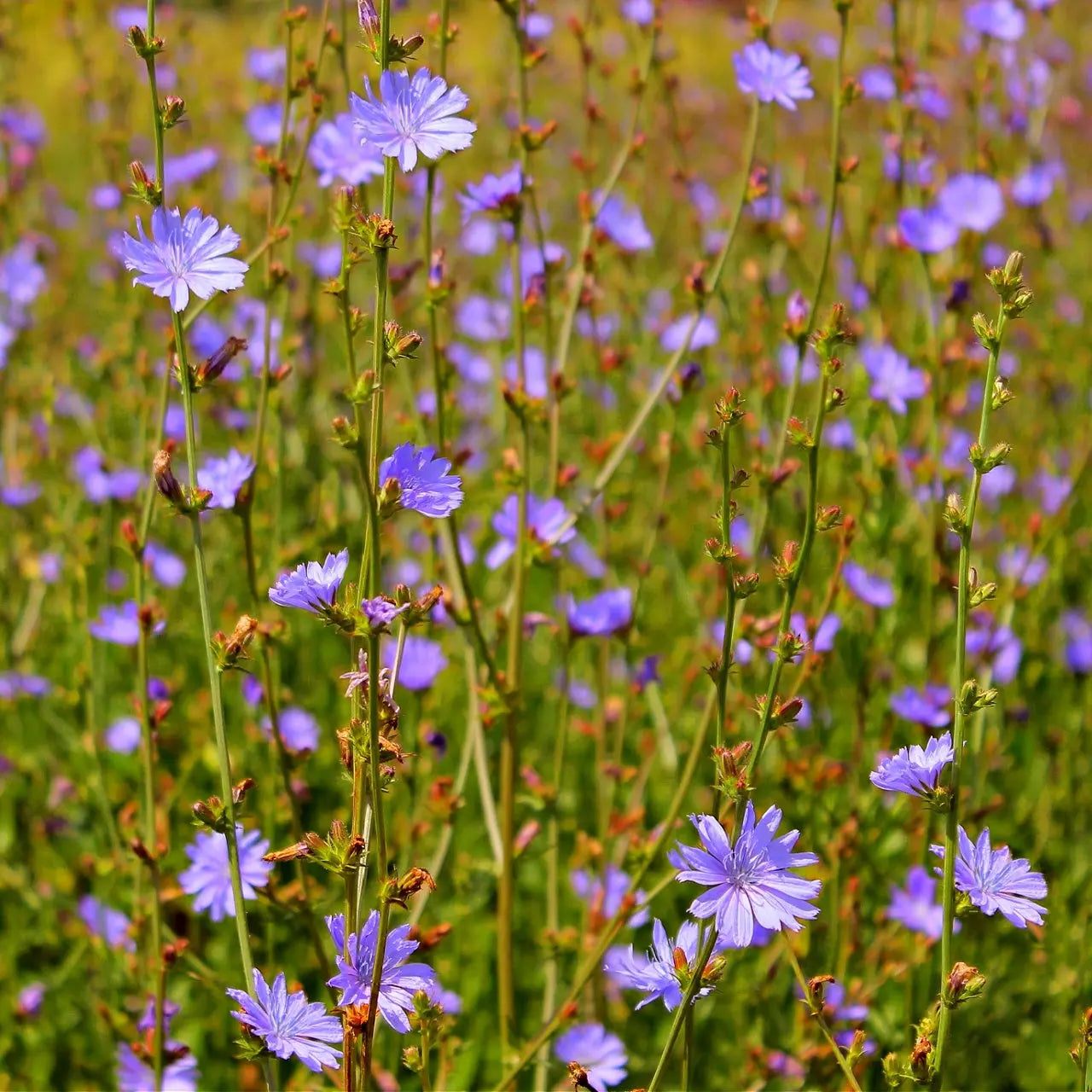 A field of delicate purple chicory plants with slender green stems and tiny buds in natural outdoor setting