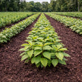 Rows of vibrant Chinese chestnut seedlings in neat lines on dark soil