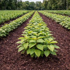 Rows of vibrant Chinese chestnut seedlings in neat lines on dark soil