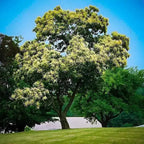 Chinese Chestnut Seedlings tree with thick trunk, sprawling branches, pale yellow blossoms