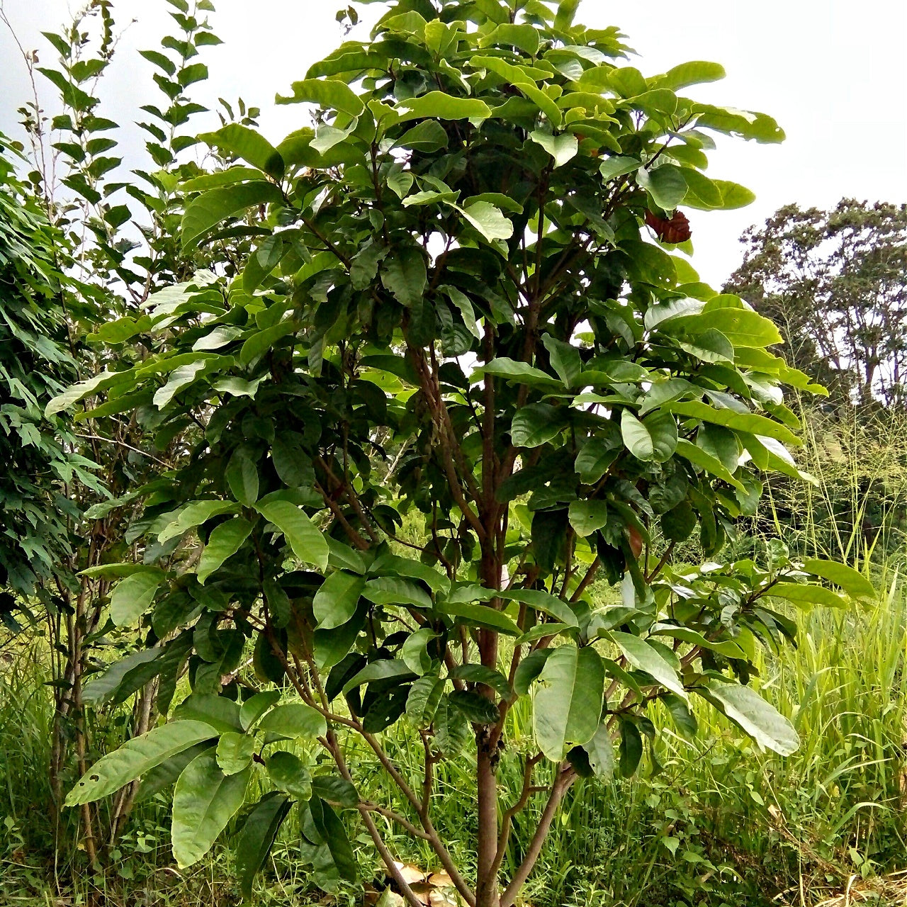 Chinese Chestnut Trees