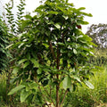 Chinese chestnut tree with lush green glossy leaves and reddish-brown stems