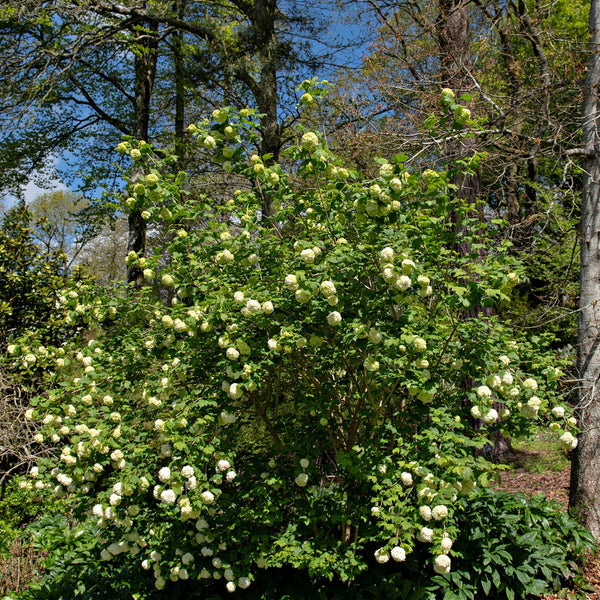 Chinese Snowball Shrub