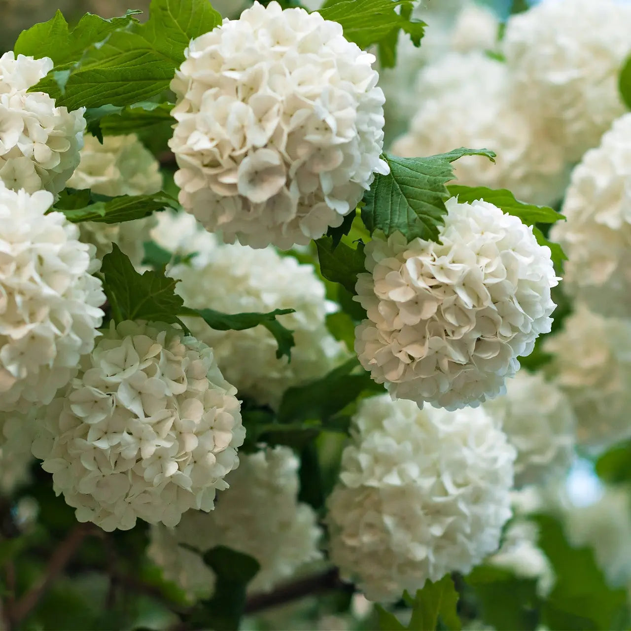 Clusters of creamy white Chinese Snowball Bush hydrangea blossoms on green stems
