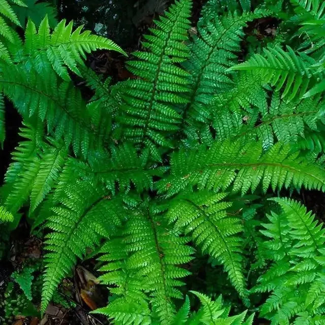 Vibrant Christmas fern fronds with delicate serrated edges and lush texture