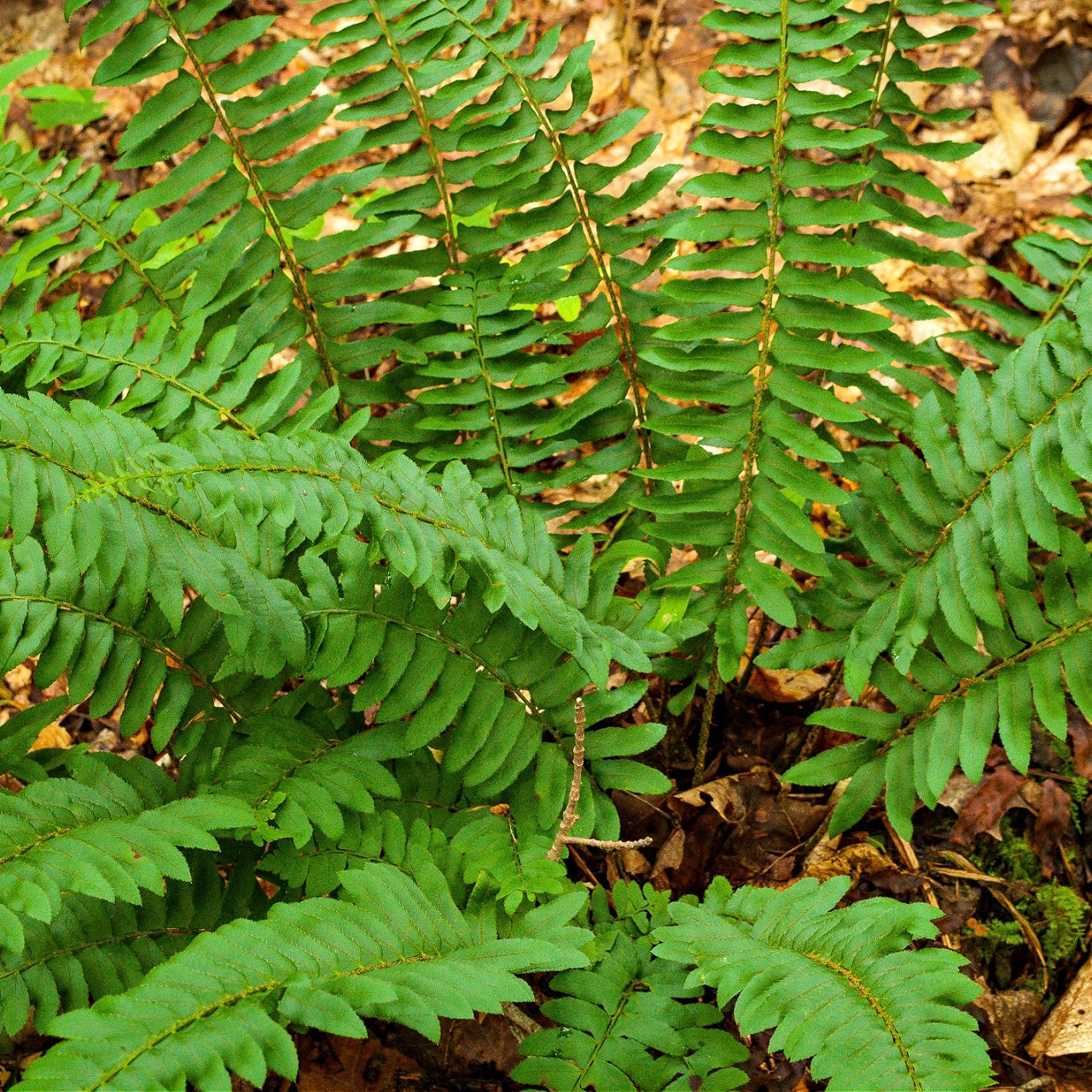 Christmas Fern Plants