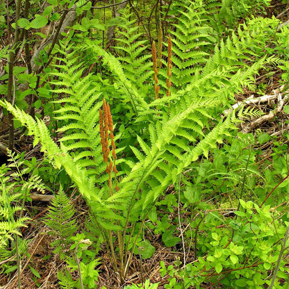 Cinnamon Fern