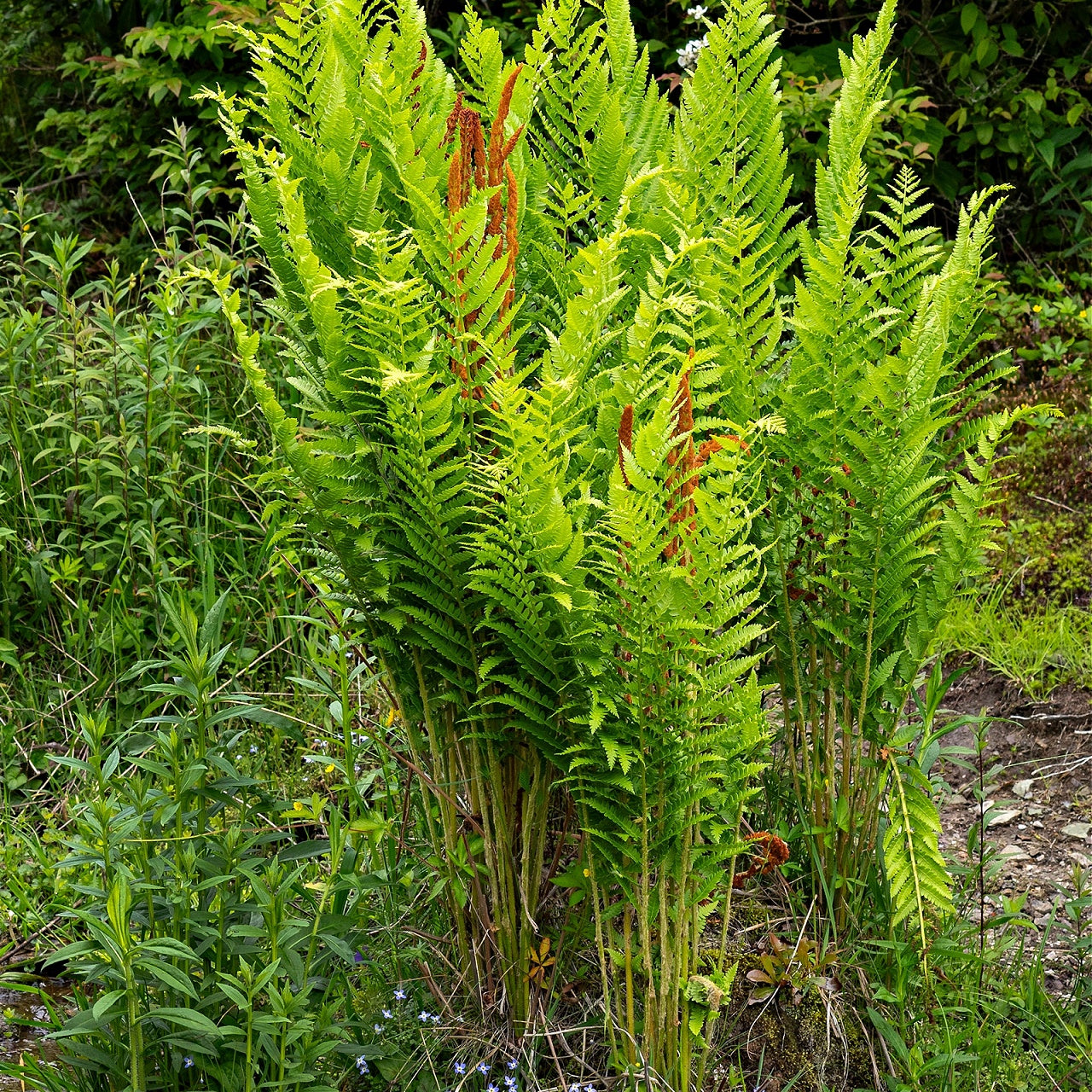 Cinnamon Fern Plants