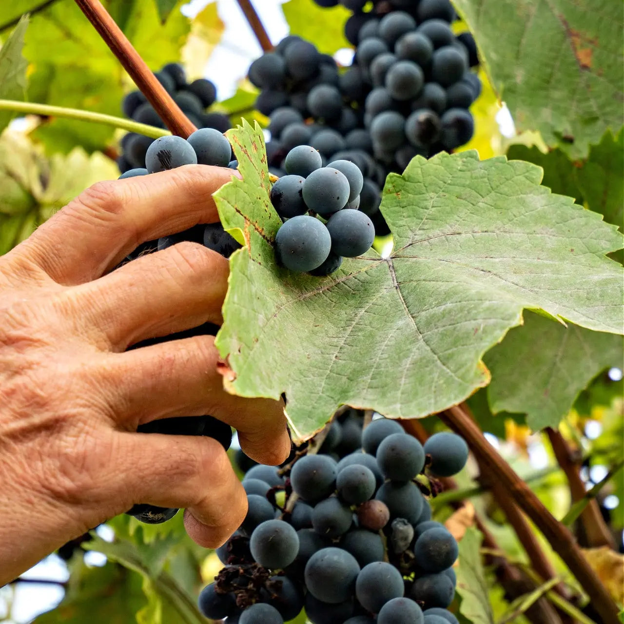 Hand holding ripe dark purple Concord grapes among green leaves