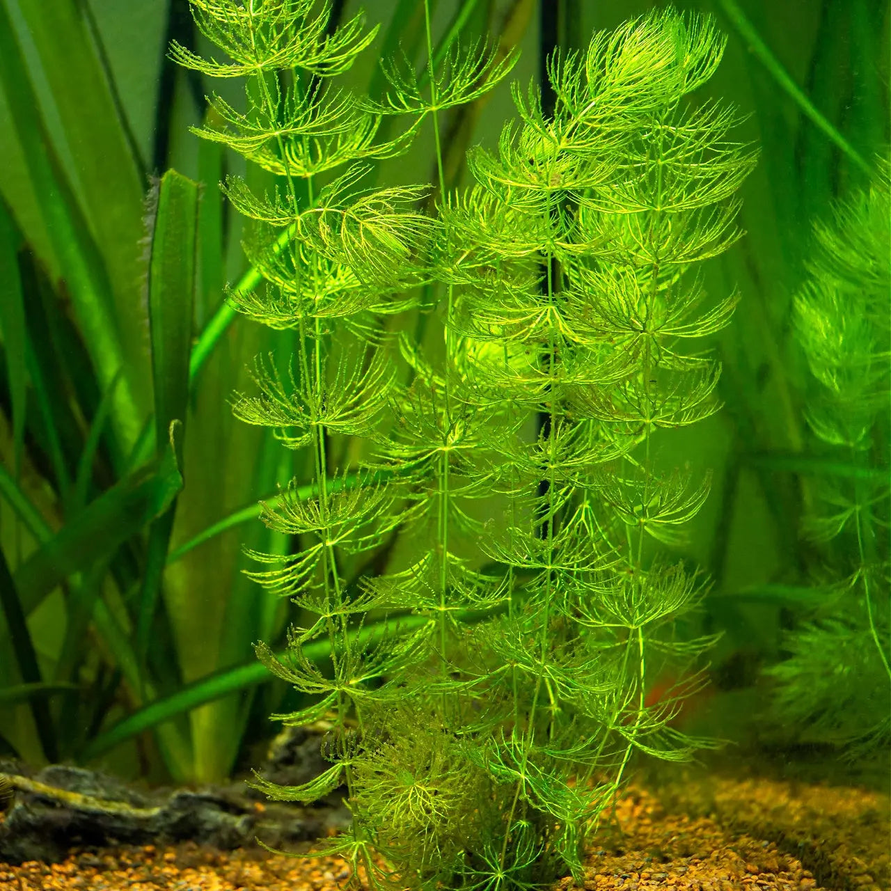 Vibrant green Coontail plant with delicate feathery fronds