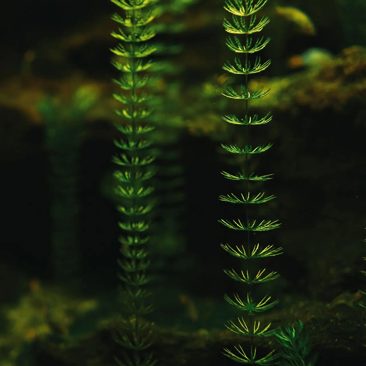 Vibrant Coontail plant with feathery fronds swaying in dim underwater light