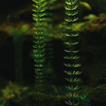 Vibrant Coontail plant with feathery fronds swaying in dim underwater light