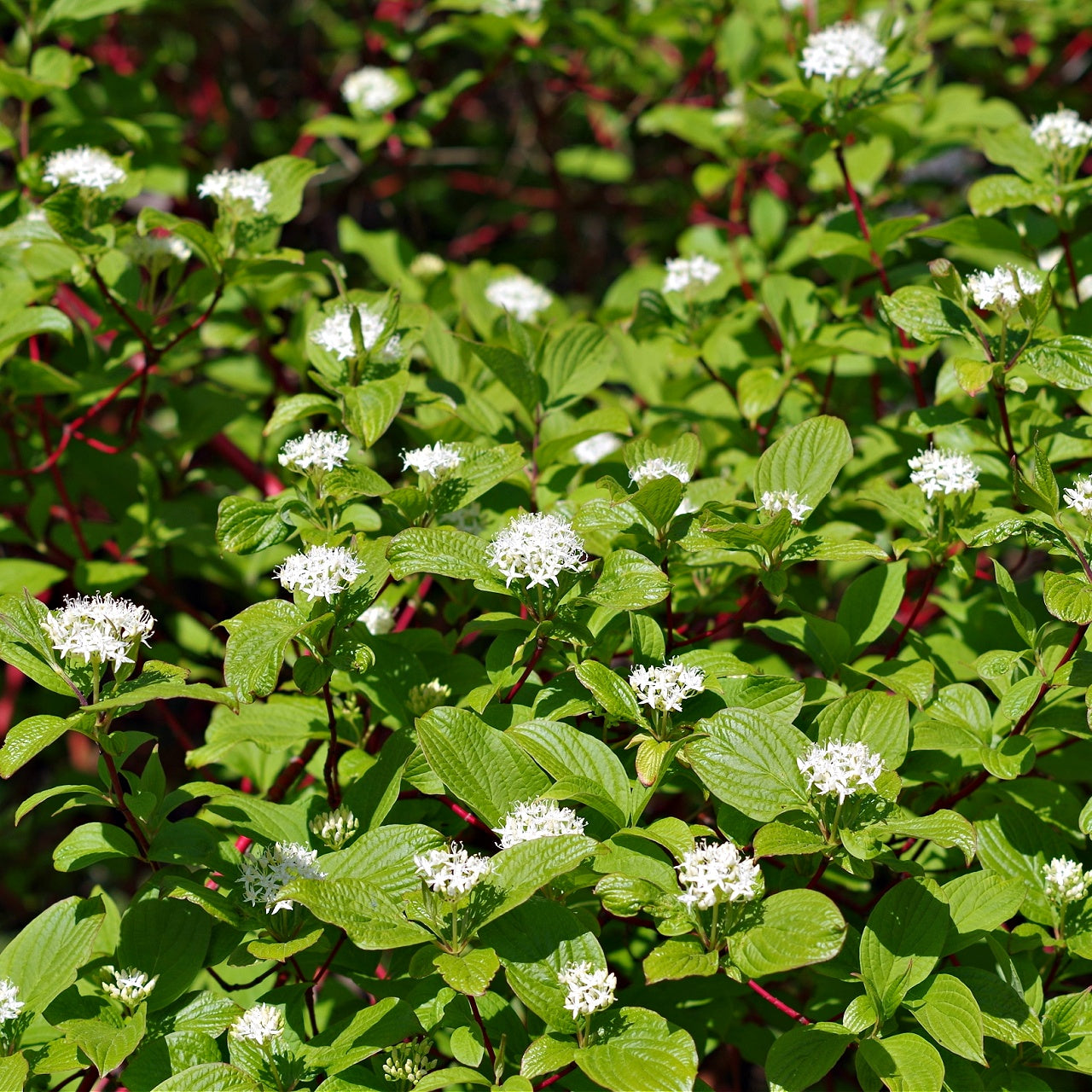 Coral Red Dogwood Shrub