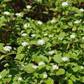 Coral Red Dogwood Shrub with lush green foliage and white flowers on red stems