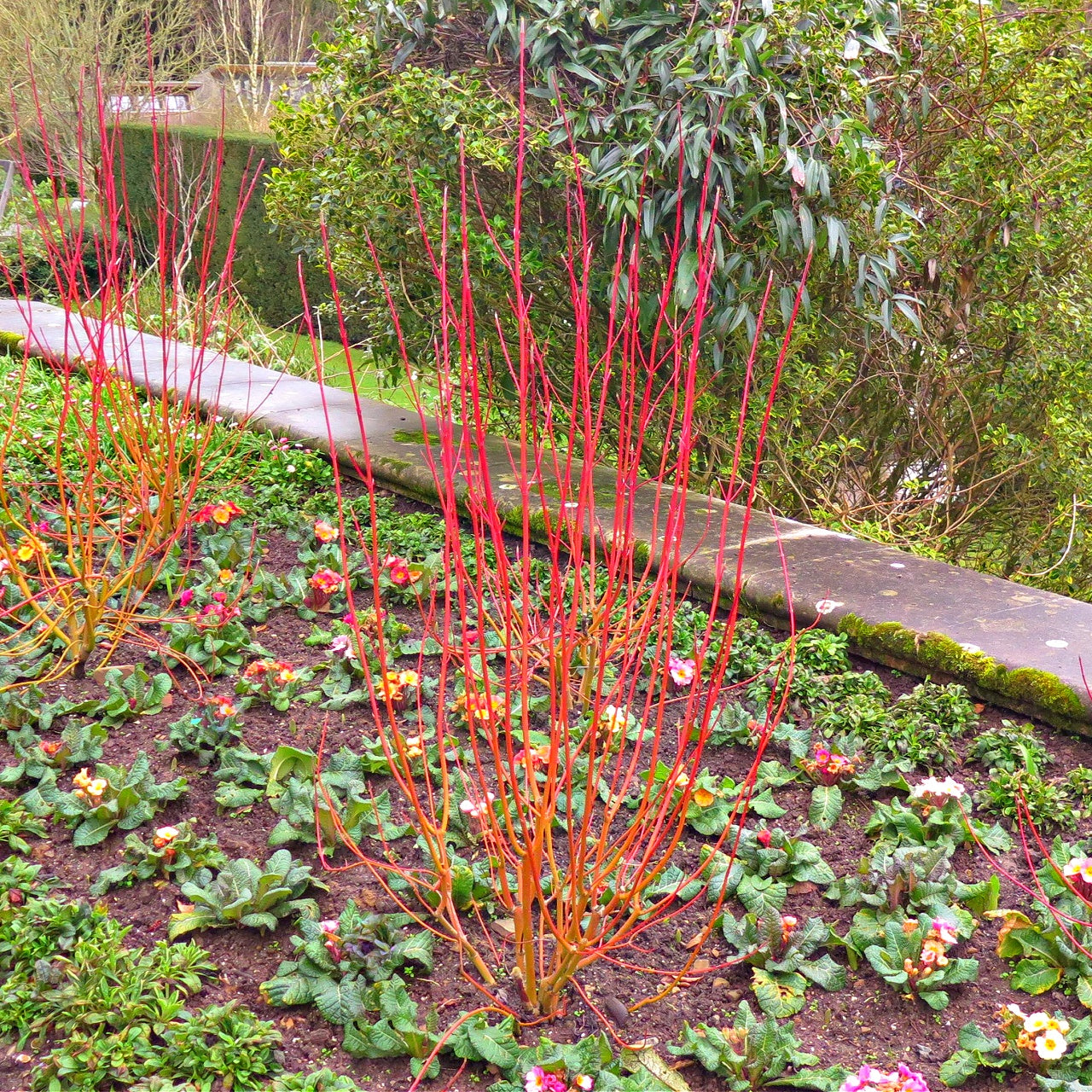 Coral Red Dogwood Shrubs