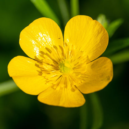 Creeping Buttercup Plant