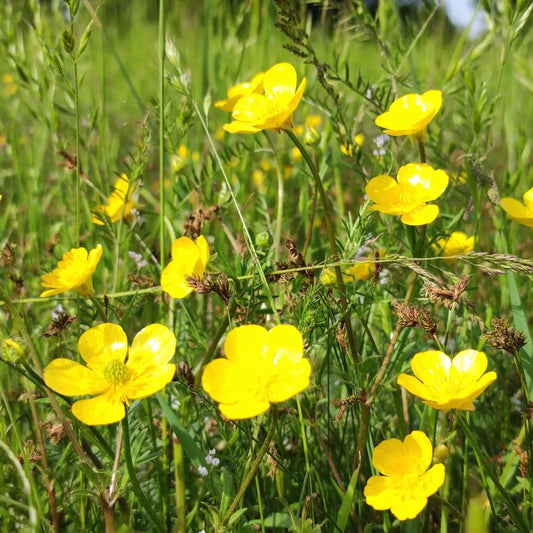 Bright yellow creeping buttercup flowers blooming in lush green grass