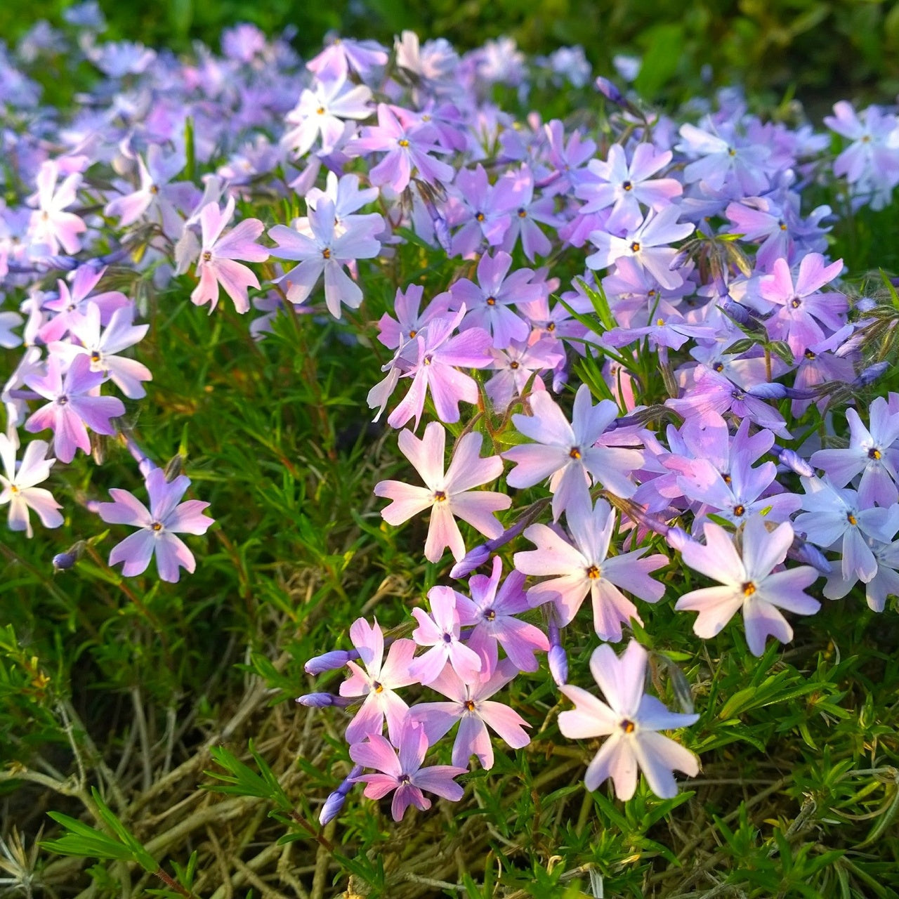 Creeping Phlox 