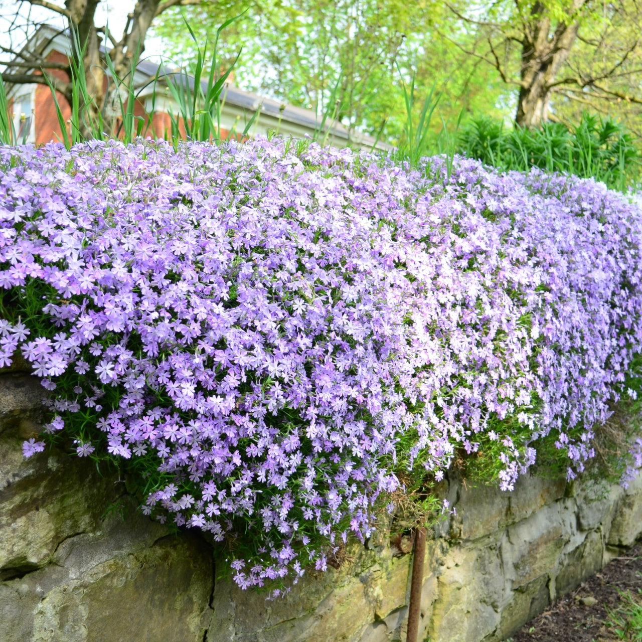 Creeping Phlox Plants