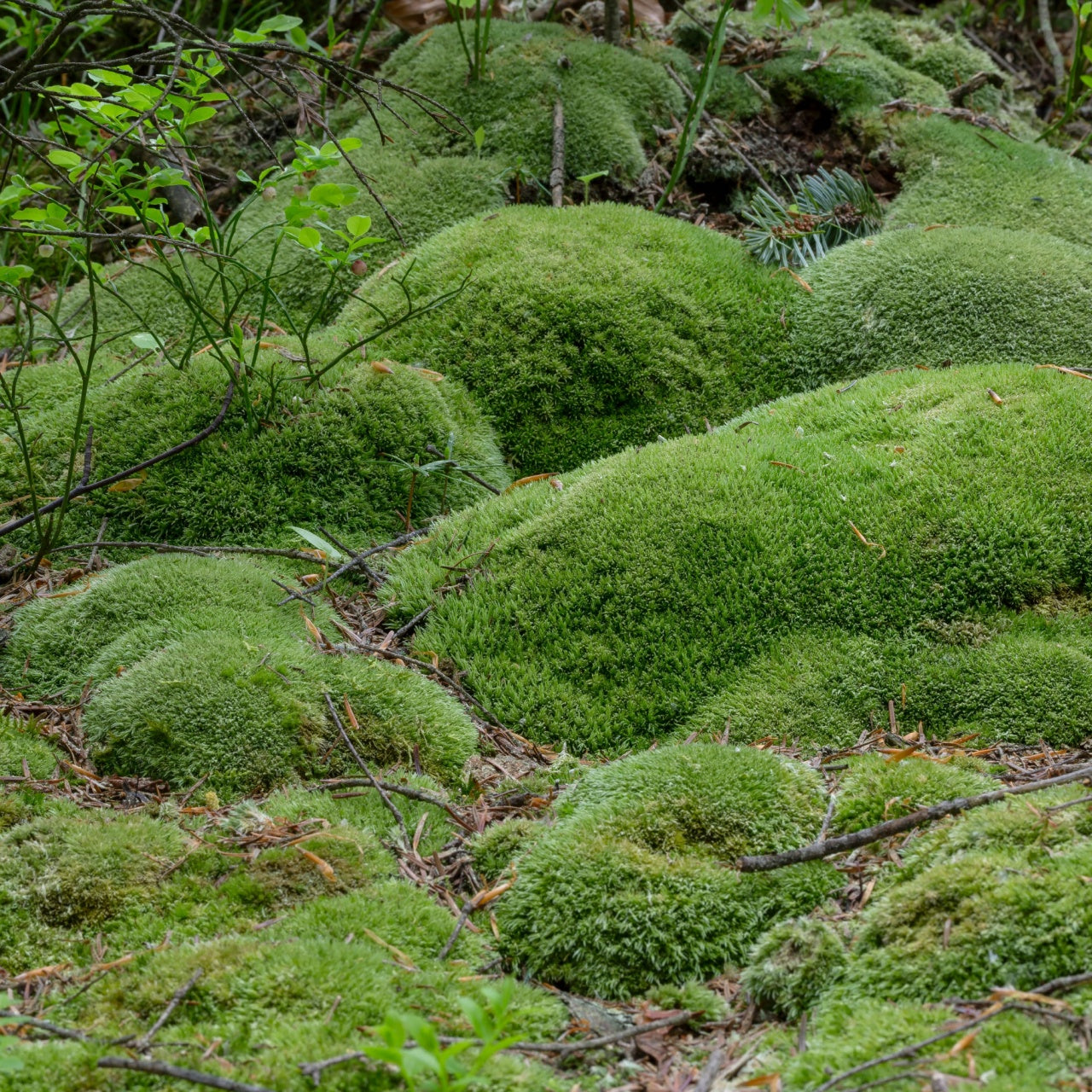 Cushion Mosses