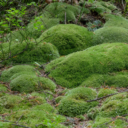 Cushion Mosses