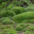 Soft vibrant green Cushion Moss forming plush rounded mounds on forest floor