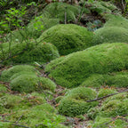 Soft vibrant green Cushion Moss forming plush rounded mounds on forest floor